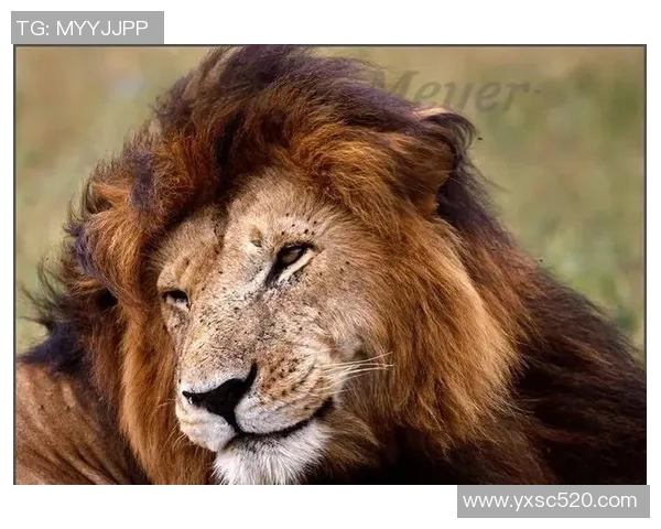 狮子图案足球明星的辉煌历程与传奇故事探索